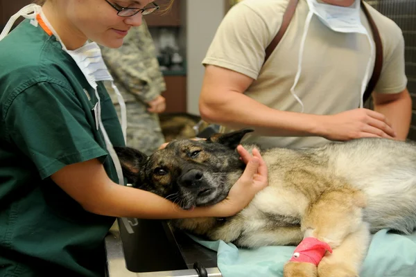 Cursos de radiología veterinaria